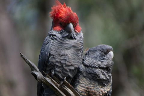 Inside The Greater Blue Mountains World Heritage - A Private Wildlife Safari Overnight - Rental Cars 35