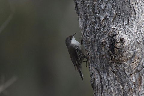 Inside The Greater Blue Mountains World Heritage - A Private Wildlife Safari Overnight - Rental Cars 10