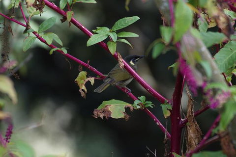 Inside The Greater Blue Mountains World Heritage - A Private Wildlife Safari Overnight - Rental Cars 8