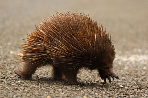 Inside The Greater Blue Mountains World Heritage - A Private Wildlife Safari Overnight - Rental Cars 4