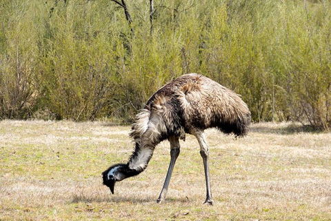Inside The Greater Blue Mountains World Heritage - A Private Wildlife Safari Overnight - Rental Cars 5