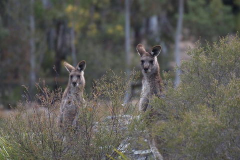 Inside The Greater Blue Mountains World Heritage - A Private Wildlife Safari Overnight - Rental Cars 12