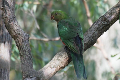 Inside The Greater Blue Mountains World Heritage - A Private Wildlife Safari Overnight - Rental Cars 31