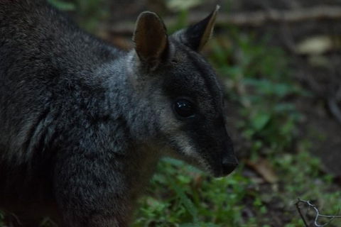 Inside The Greater Blue Mountains World Heritage - A Private Wildlife Safari Overnight - Rental Cars 13