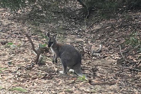 Inside The Greater Blue Mountains World Heritage - A Private Wildlife Safari Overnight - Rental Cars 46