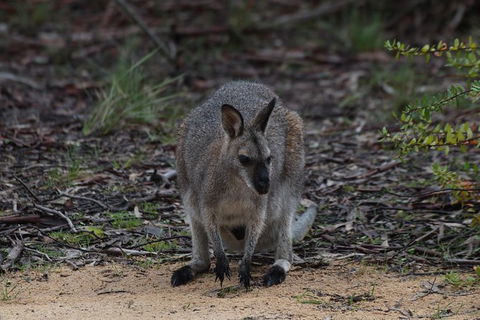 Inside The Greater Blue Mountains World Heritage - A Private Wildlife Safari Overnight - Rental Cars 29