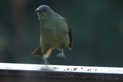 Inside The Greater Blue Mountains World Heritage - A Private Wildlife Safari Overnight - Rental Cars 37