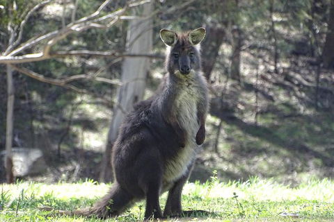 Inside The Greater Blue Mountains World Heritage - A Private Wildlife Safari Overnight - Rental Cars 16