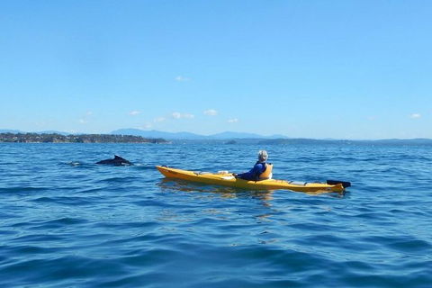 Whale Watching By Sea Kayak In Batemans Bay - Rental Cars 2