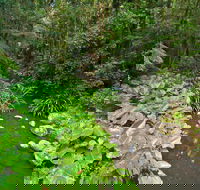 Brindle Creek Walking Track - Rental Cars