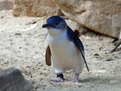 Granite Island Nature Park - Guided Penguin Tours - Rental Cars 0