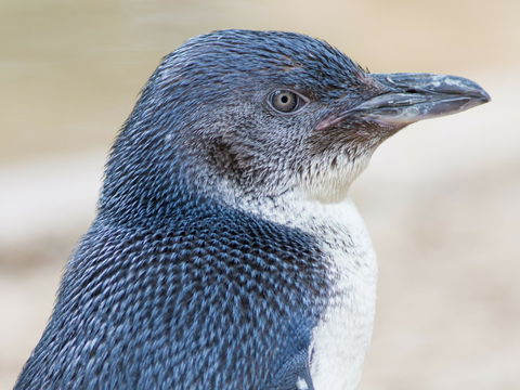 Granite Island Nature Park - Guided Penguin Tours - Rental Cars 1