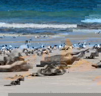 Seal Bay - Rental Cars