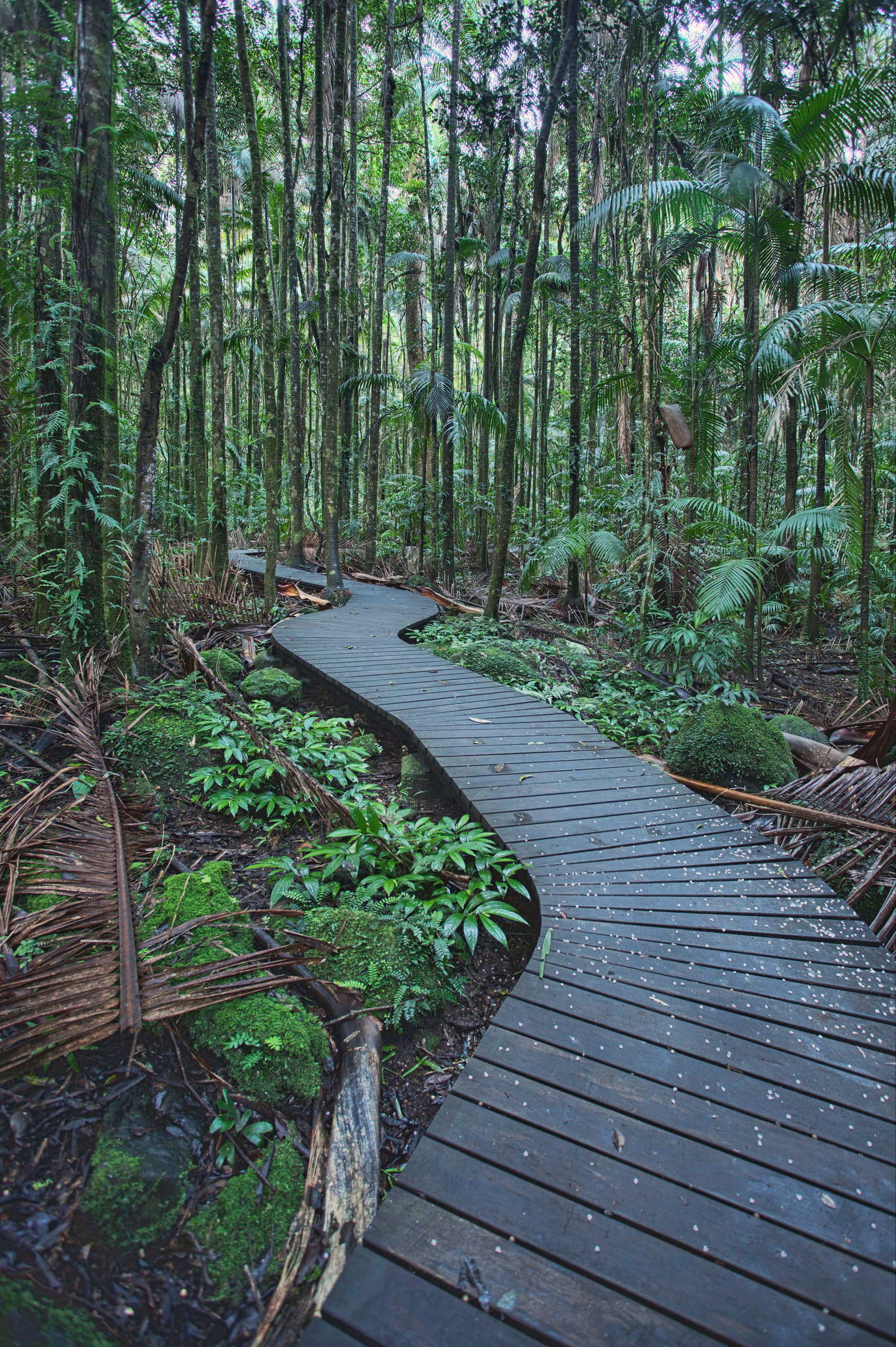 Howards Grass NSW Rental Cars