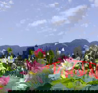Blue Lotus Water Garden - Rental Cars