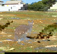 Cape Borda Lightstation - Flinders Chase National Park - Rental Cars
