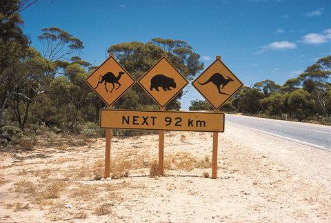 Eyre Highway - Rental Cars 1