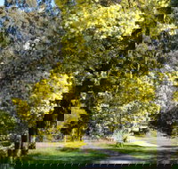 Wattle Park - Rental Cars