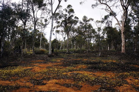 Woylie Walk, Dryandra Woodland - Rental Cars 0