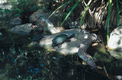 Howard Springs Nature Park - Rental Cars 0