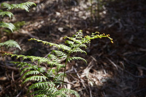 Langwarrin Flora And Fauna Reserve Walking Trails - Rental Cars 0
