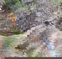 Mill-bullah Walking Track - Rental Cars