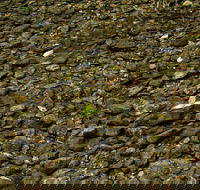 Potoroo Falls picnic area - Rental Cars