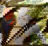 Raptor Domain - Rental Cars