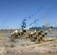 Sturt's tree walk - Rental Cars