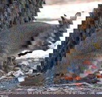 Wirrimbirra Sanctuary - Rental Cars