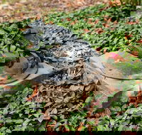 Antony Symons - Retrospective of a Life's Work - Rental Cars