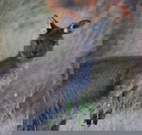 Beyeria Walk - Rental Cars