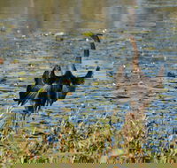 Lake Apex Park - Rental Cars