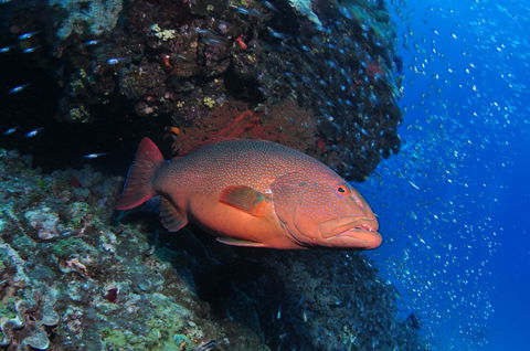 Anchor Bommie Dive Site - Rental Cars 0