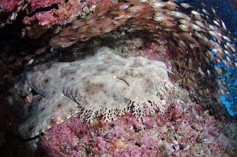 Anchor Bommie Dive Site - Rental Cars 1