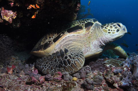 Anchor Bommie Dive Site - Rental Cars 2