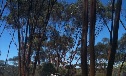 Boorabbin National Park - Rental Cars 0