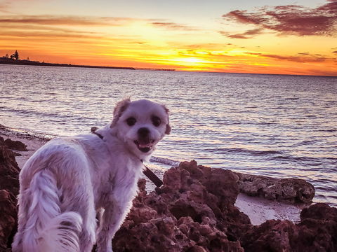 Simms Cove Lookout And Beach, Moonta Bay - Rental Cars 1
