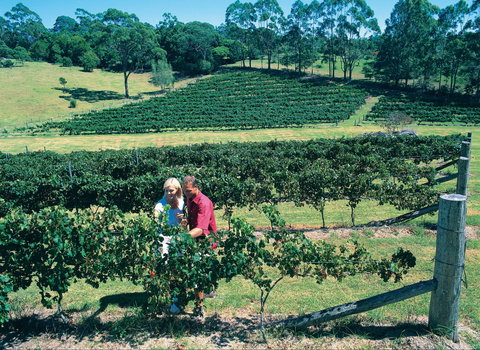 Tamborine Mountain - Rental Cars 2