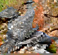 Thunderbolt's Statue and Constable Walker Memorial - Rental Cars