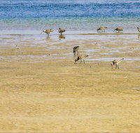 Towra Beach