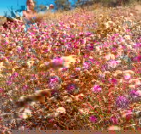 Wineries and Wildflowers - Rental Cars