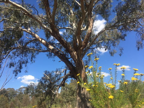 Euroa Arboretum - Rental Cars 0