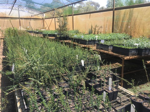 Euroa Arboretum - Rental Cars 1