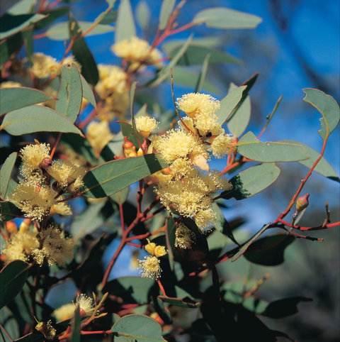 Norseman - Rental Cars 0