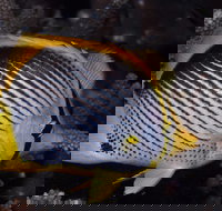 Spiders Ledge - Rental Cars