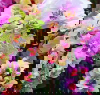 Tinonee Orchid Nursery - Rental Cars