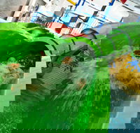 AquaPulse - Rental Cars