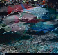 Hiros Cave and The Tubes - Rental Cars