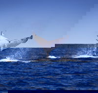 Humpback Whales - Rental Cars